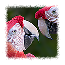 Brother Macaws